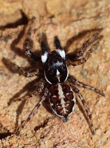 Menemerus semilimbatus